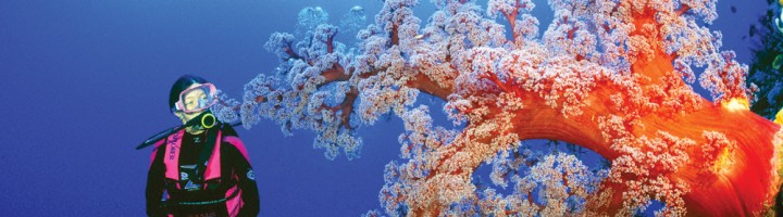 Coral_Sea_Soft_Coral_Diver_1000x650px