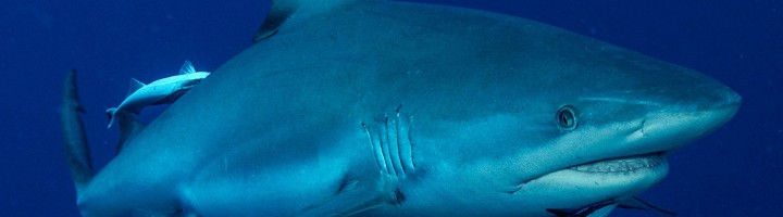 Dave Williams - Grey Reef Shark
