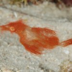 Hairy Ghost Pipefish