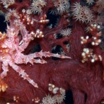 Soft Coral Crab (various types)