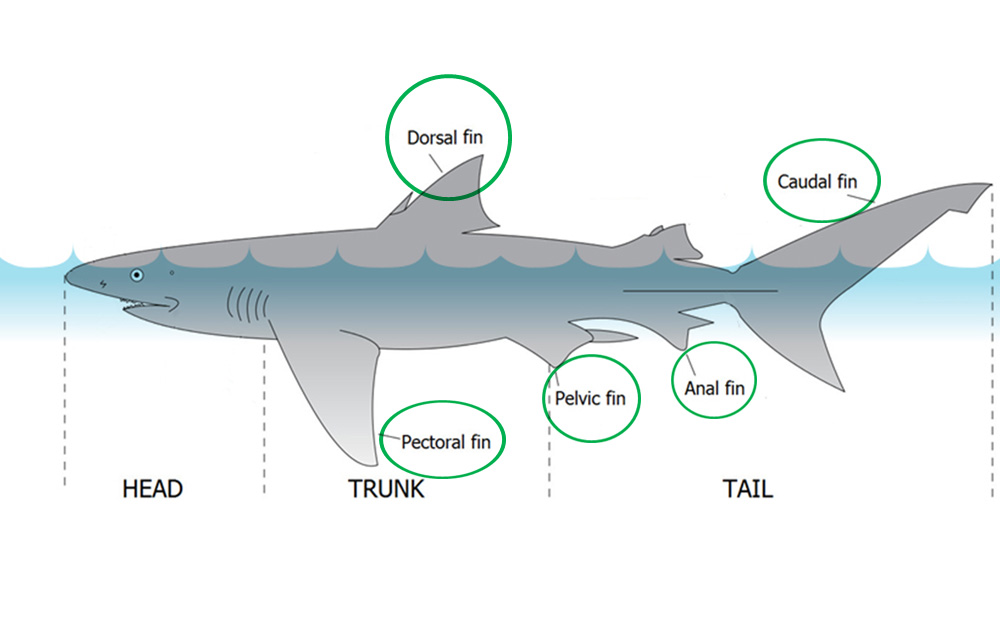 Parts Of A Shark For Kids