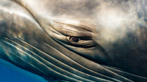 Eye to Eye with Minke Whales