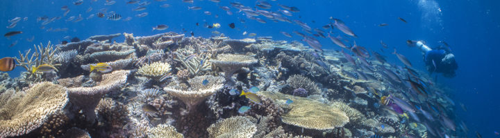 Great Barrier Reef - Mike Ball