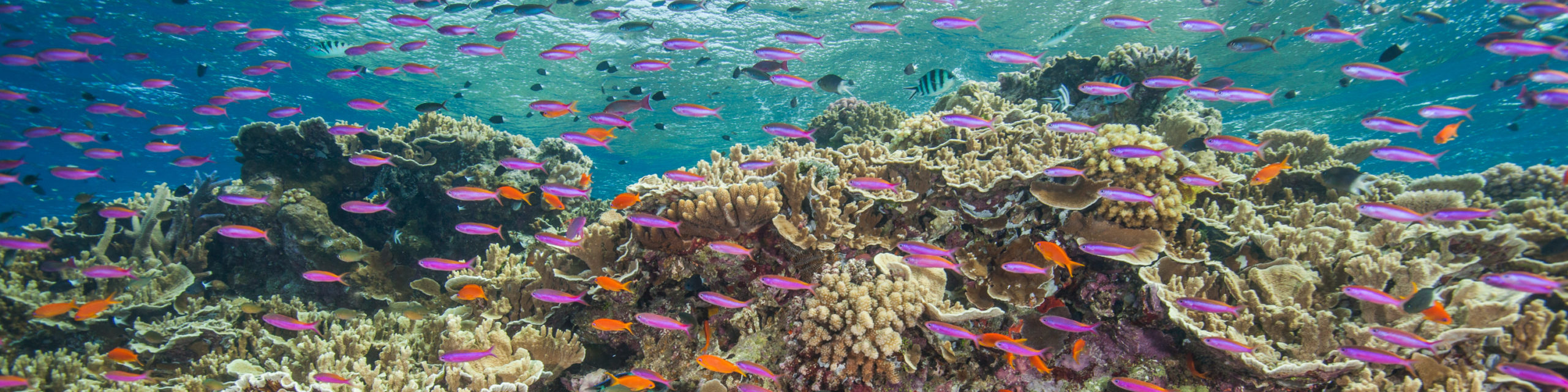 Ribbon Reefs Liveaboard, Great Barrier Reef.